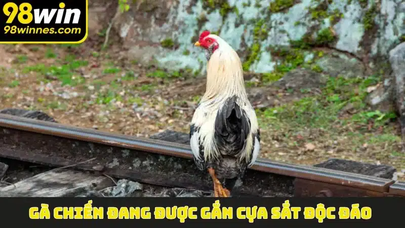 Gà chiến đang được gắn cựa sắt độc đáo