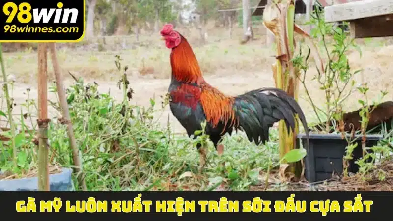 Gà Mỹ luôn xuất hiện trên sới đấu cựa sắt