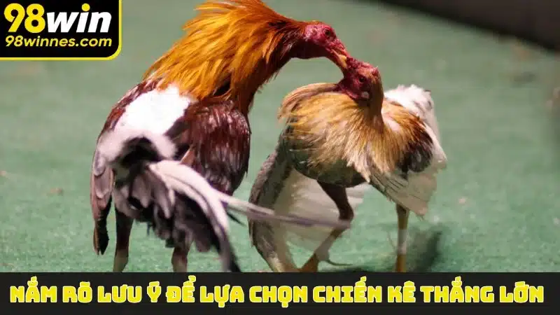 Nắm rõ lưu ý để lựa chọn chiến kê thắng lớn