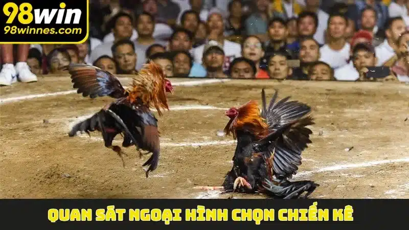 Quan sát ngoại hình chọn chiến kê