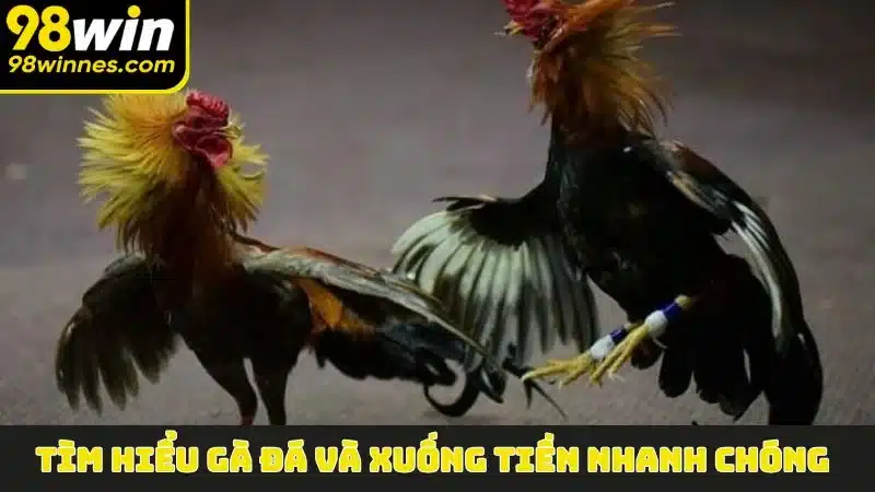 Tìm hiểu gà đá và xuống tiền nhanh chóng
